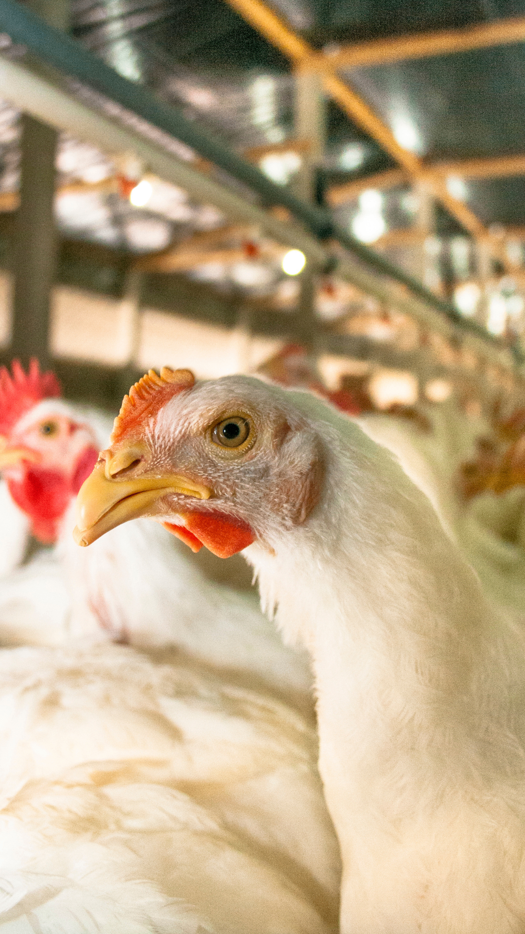 Could excess litter moisture be hurting flock health?